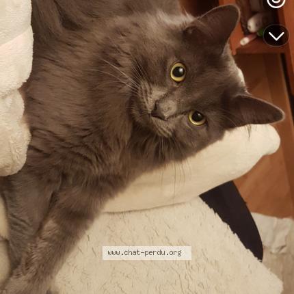 Foto 1/1 Xantza Chat perdido en Jatxou