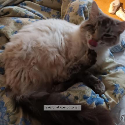 Foto 1/1 Gato encontrado Perdido en Mas grenier