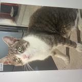 Foto del gato perdido en Neuville Sur Oise