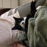 Foto del gato perdido en Herimoncourt