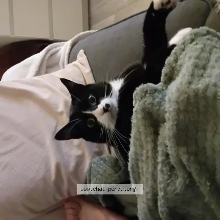 Foto 1/1 Gato encontrado Perdido en Herimoncourt