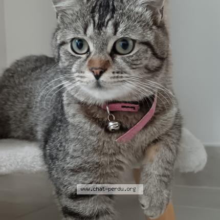 Foto 1/1 Toastinette Chat perdido en Aire sur la lys