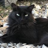 Foto del gato perdido en Tillieres