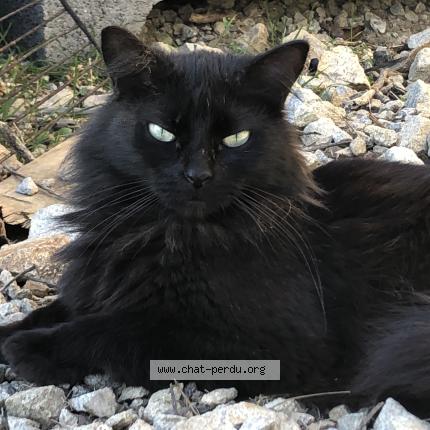 Foto 1/1 Hermione Chat perdido en Tillieres