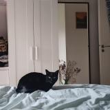 Foto del gato perdido en Rennes