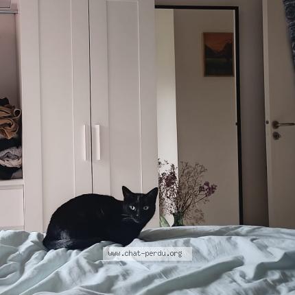 Foto 1/1 Callie Chat perdido en Rennes