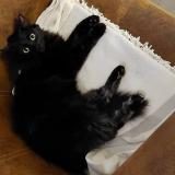 Foto del gato perdido en Savigny