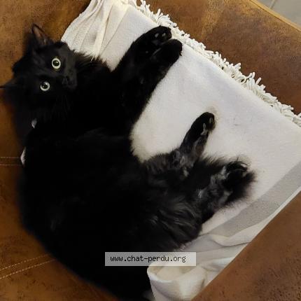 Foto 1/1 Luna Chat perdido en Savigny