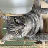 Foto del gato perdido en Bruyeres Le Chatel