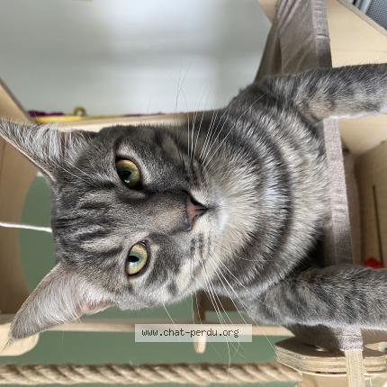 Foto 1/1 Tartine Chat perdido en Bruyeres le chatel