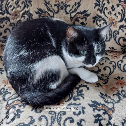 Foto 1/1 Gato encontrado Perdido en Epinay sur seine