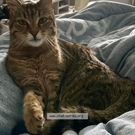 Foto 1/1 Tamara Chat perdido en Gumbrechtshoffen