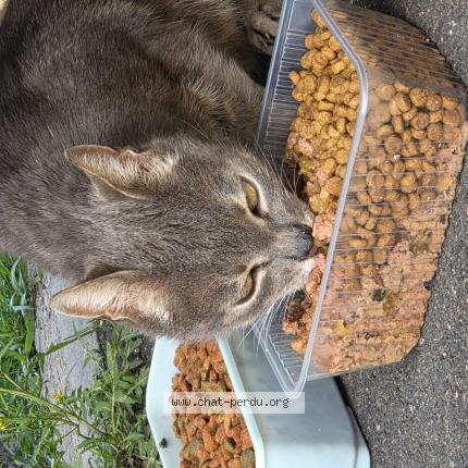 Foto 1/1 Gato encontrado Encontrado en Stains