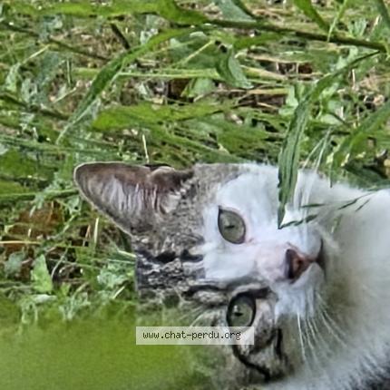 Foto 1/1 Gato encontrado Encontrado en Stains