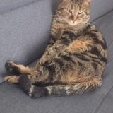 Foto del gato perdido en Nevers