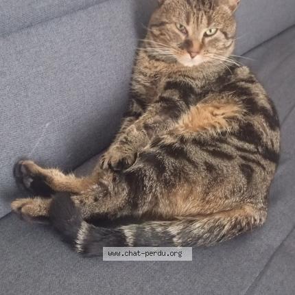 Foto 1/1 Charlie Chat perdido en Nevers