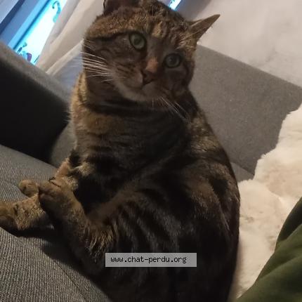 Foto 1/1 Charlie Chat perdido en Nevers