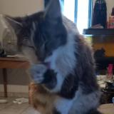 Foto del gato perdido en Juillac