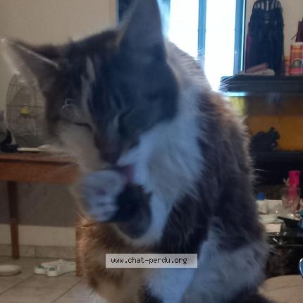 Foto 1/1 Ping Chat perdido en Juillac