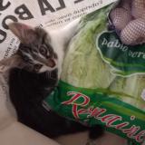 Foto del gato perdido en Juillac