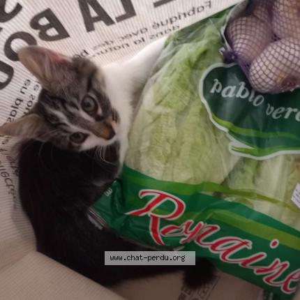 Foto 1/1 Croc Chat perdido en Juillac