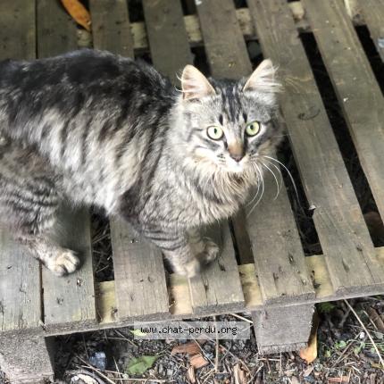 Foto 1/1 Gato encontrado Encontrado en Corbeil essonnes