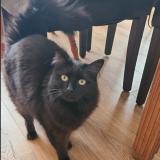 Foto del gato perdido en Elesmes