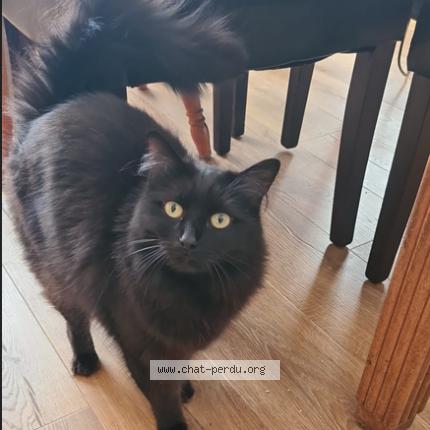 Foto 1/1 Maya Chat perdido en Elesmes