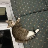 Foto del gato perdido en Roye Sur Matz