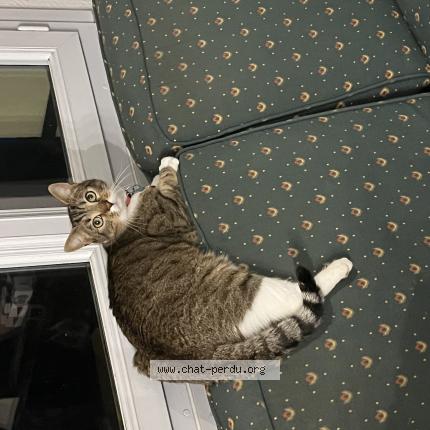 Foto 1/1 Mimiche Chat perdido en Roye sur matz