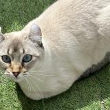 Foto del gato perdido en Gattieres