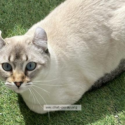 Foto 1/1 Yuna Chat perdido en Gattieres