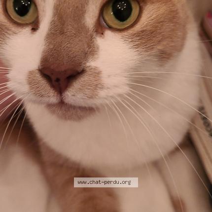 Foto 1/1 Lucas Chat perdido en St hubert