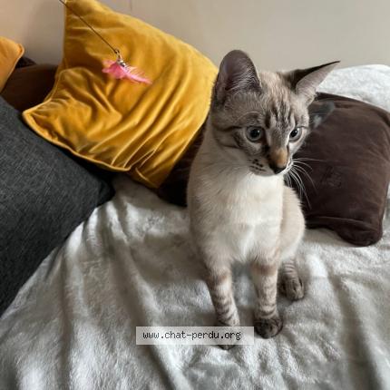 Foto 1/1 Louloutte Chat perdido en Mailly maillet