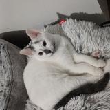 Foto del gato perdido en Luneville