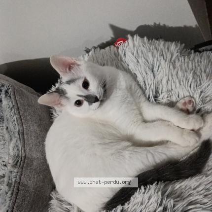 Foto 1/1 Laya Chat perdido en Luneville