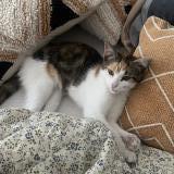 Foto del gato perdido en Saint Priest