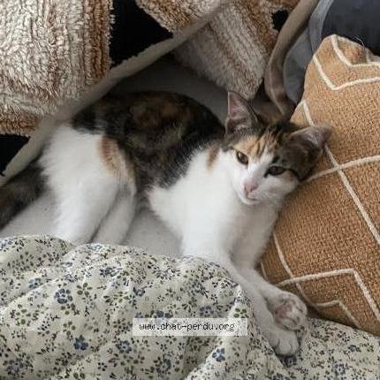 Foto 1/1 Minouche Chat perdido en Saint priest