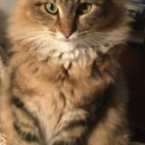 Foto del gato perdido en Donnery