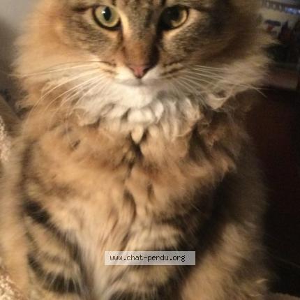 Foto 1/1 Zéphyr Chat perdido en Donnery