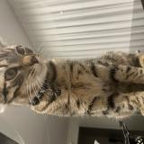 Foto del gato perdido en Bischwiller