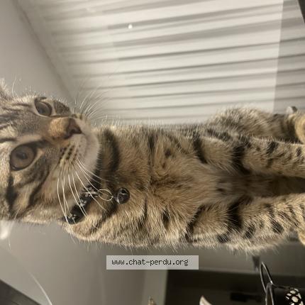 Foto 1/1 Badem Chat perdido en Bischwiller