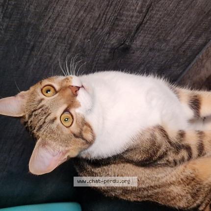 Foto 1/1 Tokyo Chat perdido en Bonneuil sur marne