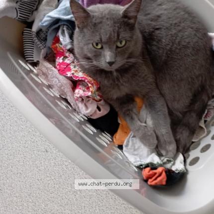 Foto 1/1 Grisou Chat perdido en Douai