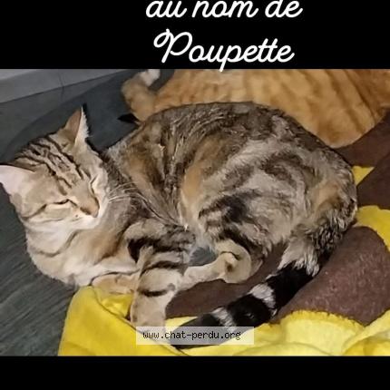 Foto 1/1 Poupette Chat perdido en Le puy en velay