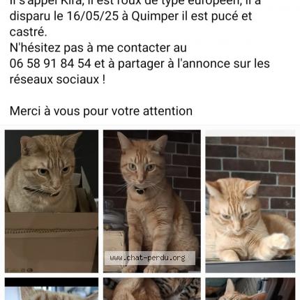 Foto 1/1 Kira Chat perdido en Quimper
