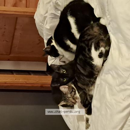 Foto 1/1 Shadow Chat perdido en Beziers