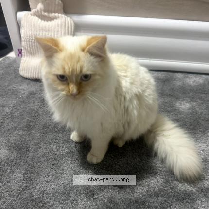 Foto 1/1 Eli Chat perdido en Conflans sainte honorine