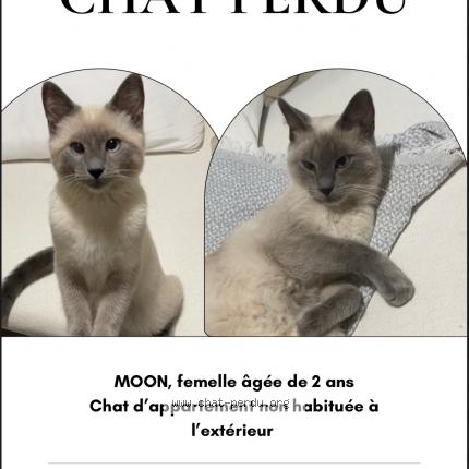 Foto 1/1 Moon Chat perdido en Rosny sous bois