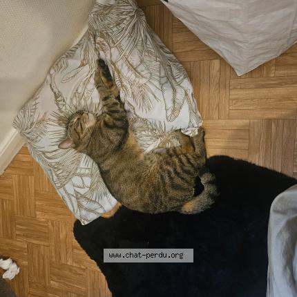 Foto 1/1 Minou Chat perdido en Poitiers